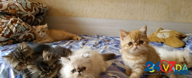 Персидские котейки Smolensk - photo 1