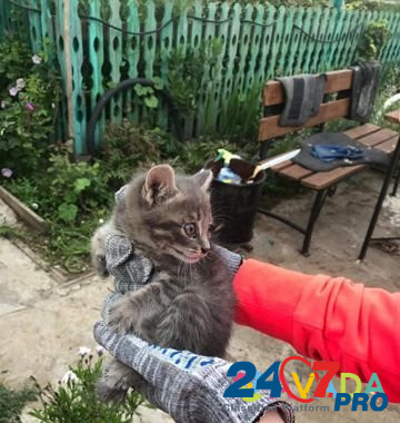 Котята бесплатно в хорошие руки Cheremkhovo - photo 2