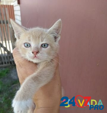 Кошка Gryazi - photo 4