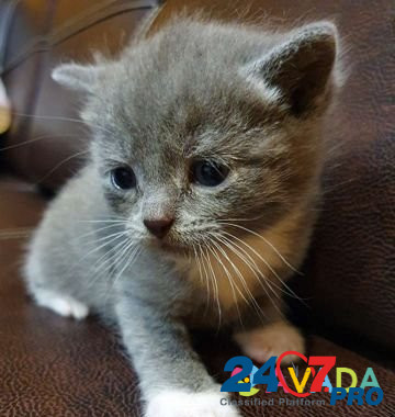 Котята в хорошие руки Vologda - photo 1