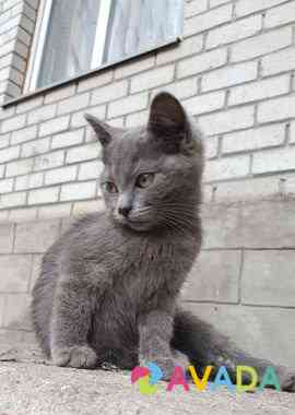 Ищут дом британский котенок и его два брата по нес Kursk