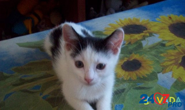 Разбираем, остались котики (возраст 2 месяца) Yoshkar-Ola - photo 4