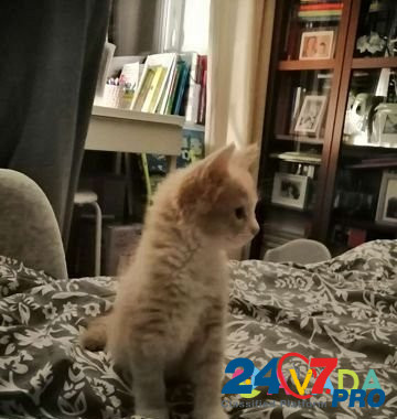Котенок девочка 2.5 месяца Selyatino - photo 3