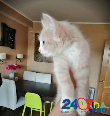 Котенок девочка 2.5 месяца Селятино - изображение 5