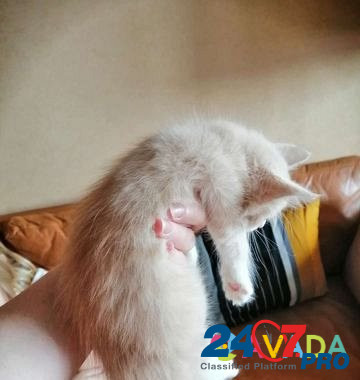 Котенок девочка 2.5 месяца Селятино - изображение 8