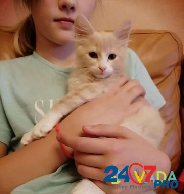 Котенок девочка 2.5 месяца Селятино - изображение 4