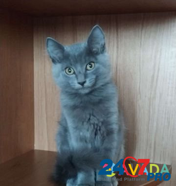 Котята Tyumen' - photo 1