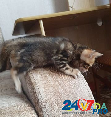 Кошка Tuymazy - photo 3