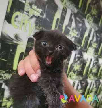 Отдам чёрного котенка Kalach-na-Donu