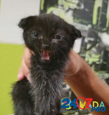 Отдам чёрного котенка Kalach-na-Donu - photo 3