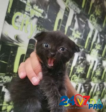 Отдам чёрного котенка Kalach-na-Donu - photo 2