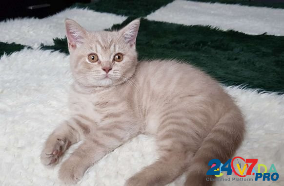 Британские котята Porkhov - photo 4