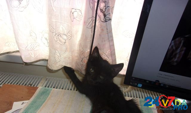 Котята черные Kozel'sk - photo 5