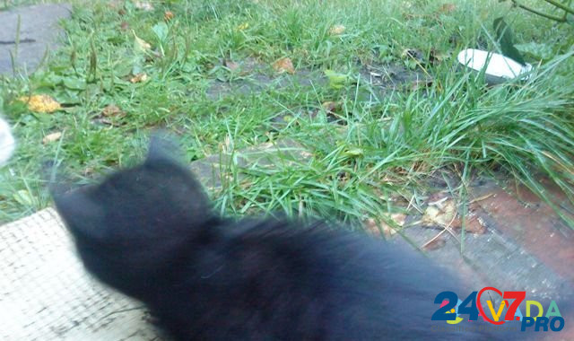 Котята черные Kozel'sk - photo 2