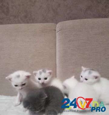 Котёнки Obninsk - photo 4