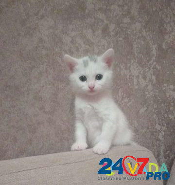 Котёнки Obninsk - photo 5