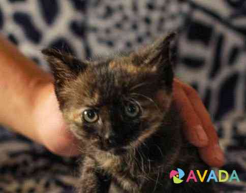 Помесь бирманских котят и неизвестного отца - подл Obninsk