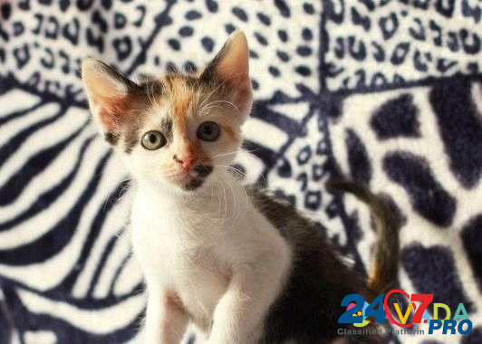 Помесь бирманских котят и неизвестного отца - подл Obninsk - photo 4