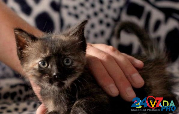 Помесь бирманских котят и неизвестного отца - подл Obninsk - photo 2