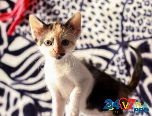 Помесь бирманских котят и неизвестного отца - подл Obninsk - photo 3