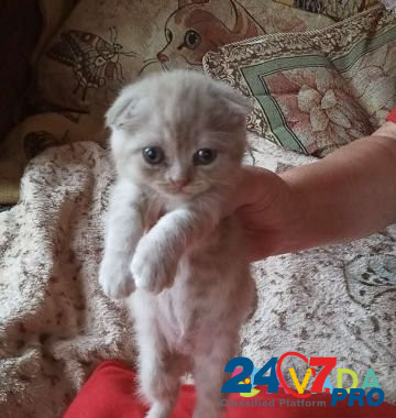 Кошка Tutayev - photo 2