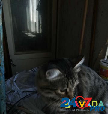 Кошка Astrakhan' - photo 4