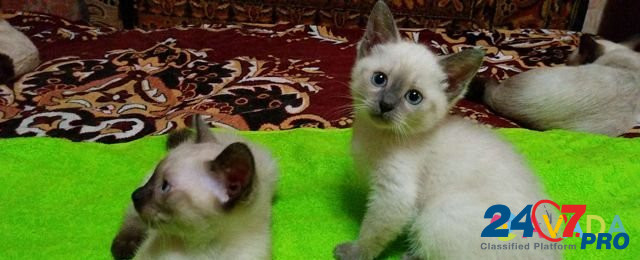 Тайские котята Ivanovo - photo 5