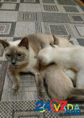 Тайские котята Ivanovo - photo 8
