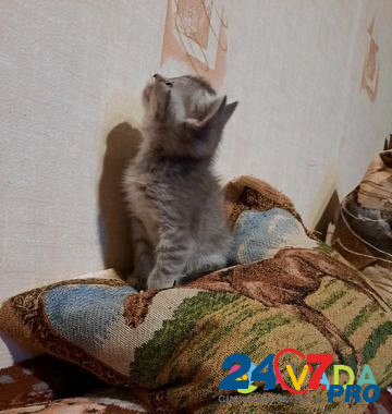 Кошка Shuya - photo 3