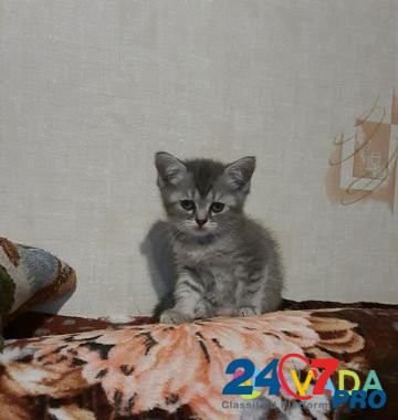Кошка Shuya - photo 2