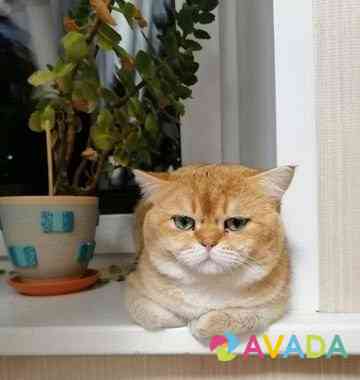 Британский котик на вязку(золотая шиншилла) Stantsiya Balashikha