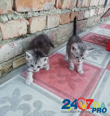Кошка и котик Penza - photo 4