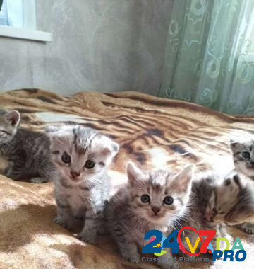 Котята в добрые руки Volokonovka - photo 1