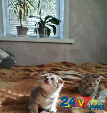 Котята в добрые руки Volokonovka - photo 5