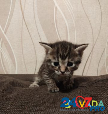 Котята в хорошие руки Novaya Usman' - photo 2
