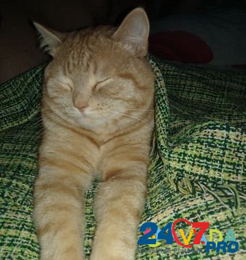 Рыжий кот Berezniki - photo 3