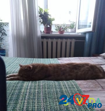 Рыжий кот Berezniki - photo 2