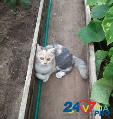 Отдадим активного котенка Kirov - photo 1