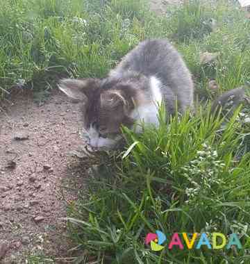 Котёнок Smolensk