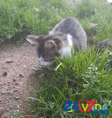 Котёнок Smolensk - photo 2