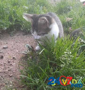 Котёнок Smolensk - photo 3