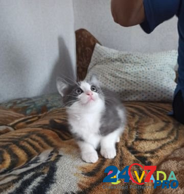 Кошка Zlatoust - photo 3