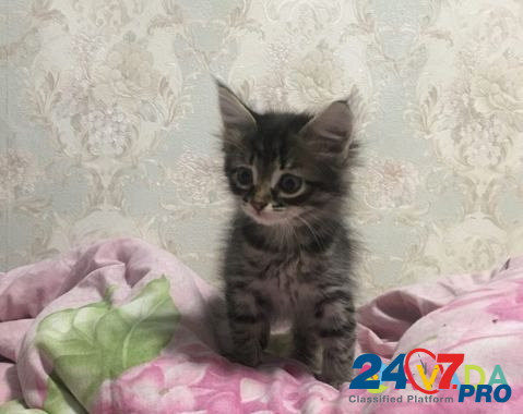 Кошка Kstovo - photo 7