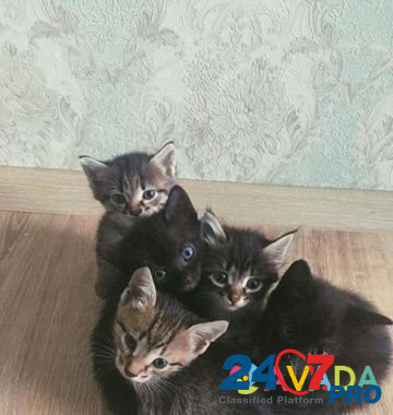 Кошка Kstovo - photo 2