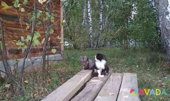Котята ищут дом и надежного друга Novosibirsk