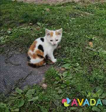 Котята ищут дом и надежного друга Novosibirsk