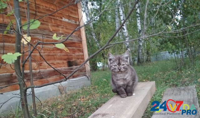 Котята ищут дом и надежного друга Novosibirsk - photo 7