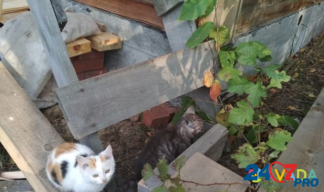 Котята ищут дом и надежного друга Novosibirsk - photo 3