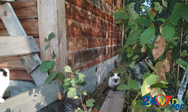 Котята ищут дом и надежного друга Novosibirsk - photo 8