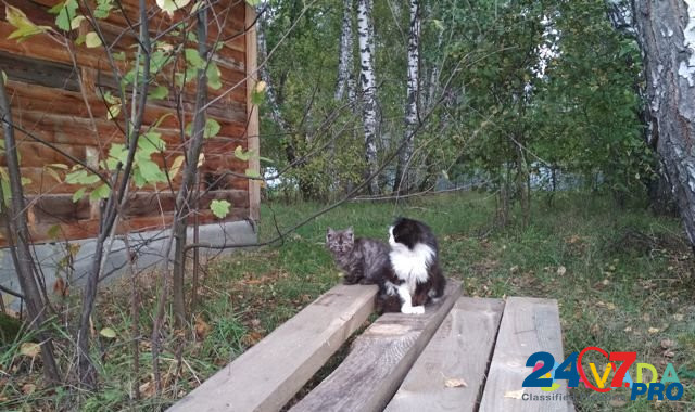 Котята ищут дом и надежного друга Novosibirsk - photo 5